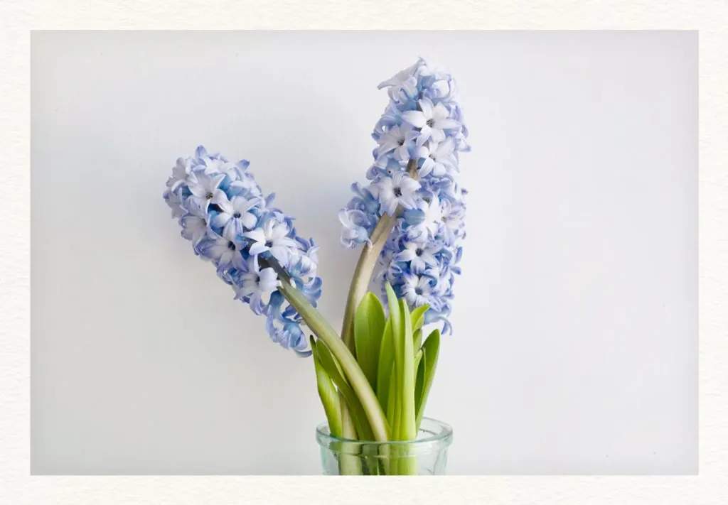 blue-hyacinths--1024x711