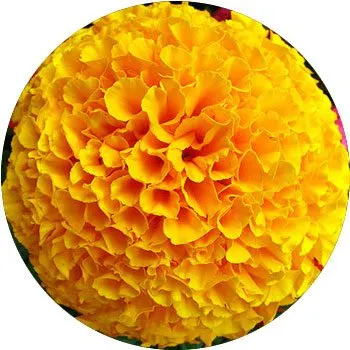 yellow-tagetes