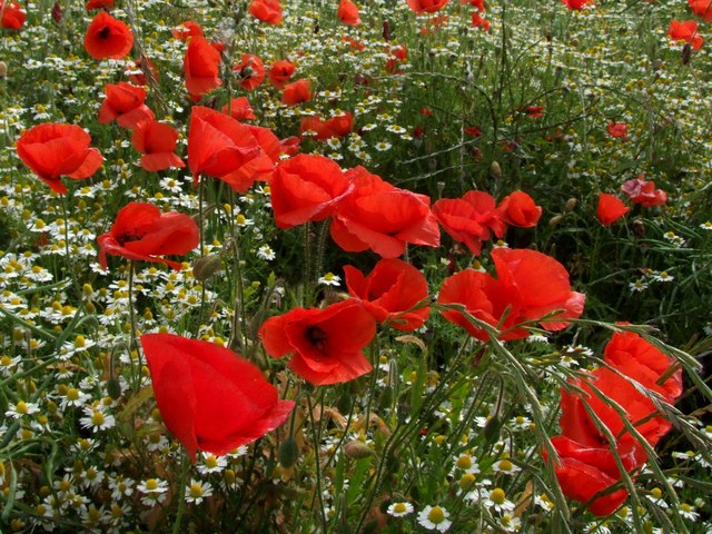 Mother's Day Red & White Flowers Tradition | Proflowers Blog