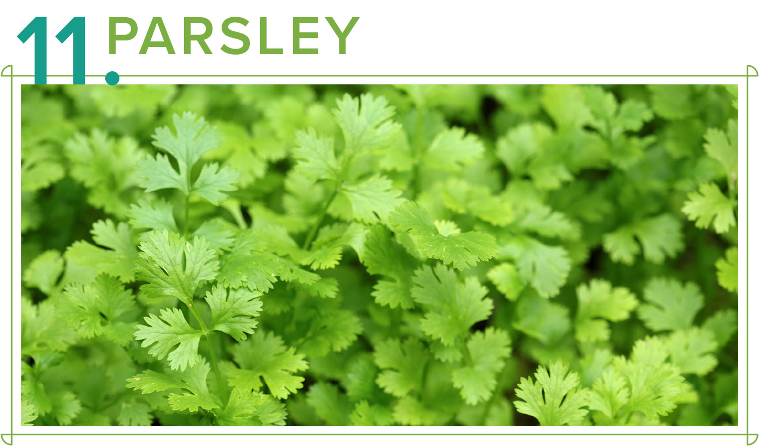 parsley medicinal plants