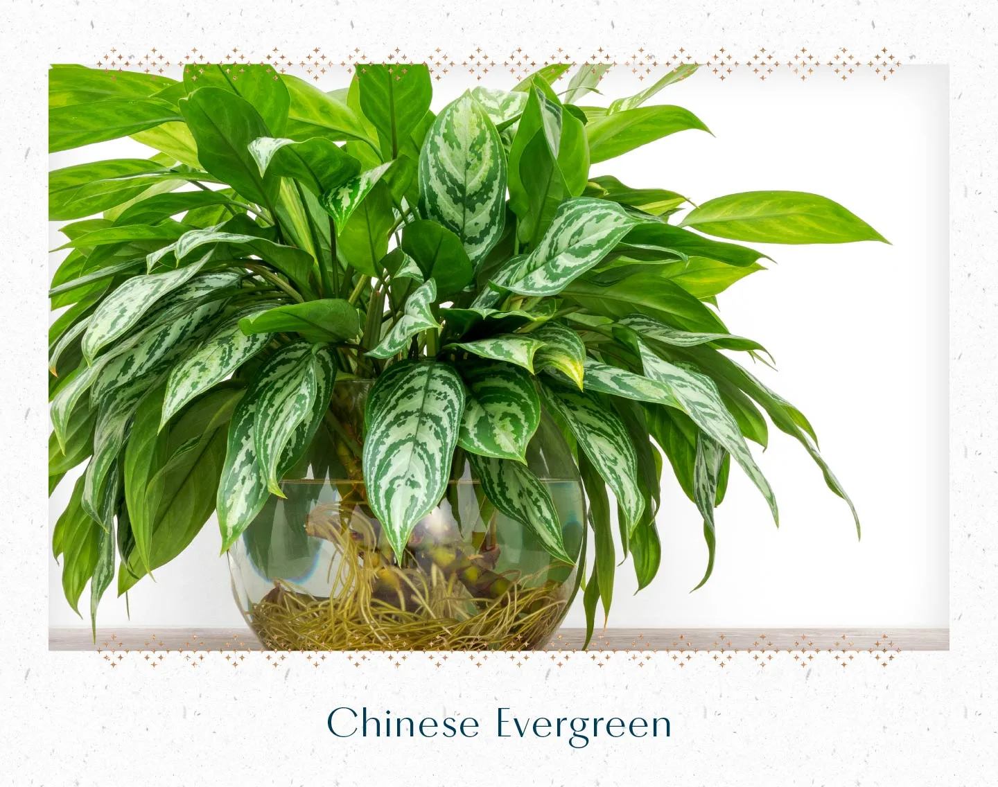 chinese-evergreen