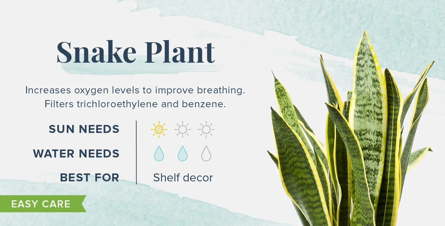 Plants-That-Help-You-Sleep-Snake-Plant