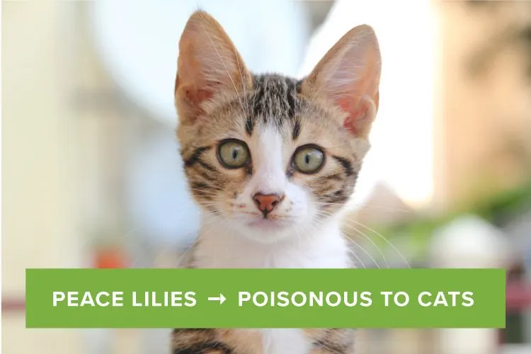 are-peace-lilies-poisonous-to-cats