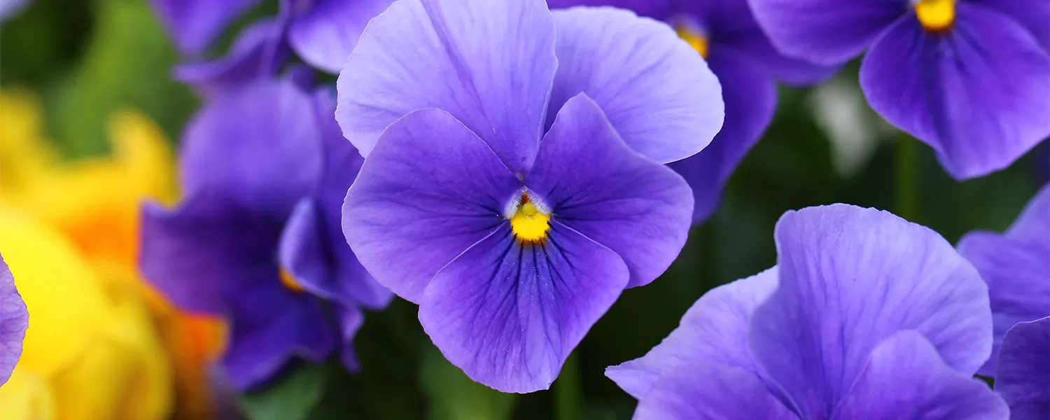 February Birth Flower + More: Violet