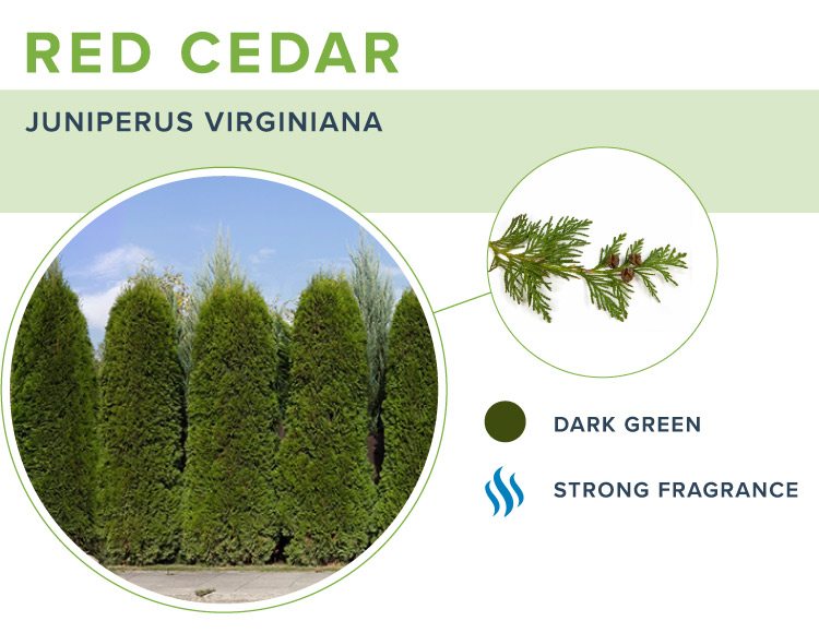 types of christmas trees red cedar