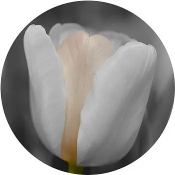 white-tulipa