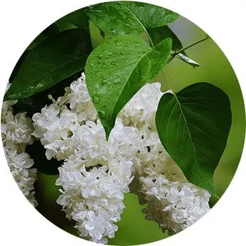 white-syringa-vulgaris