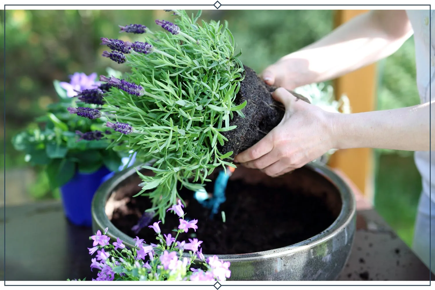 14-planting-lavender
