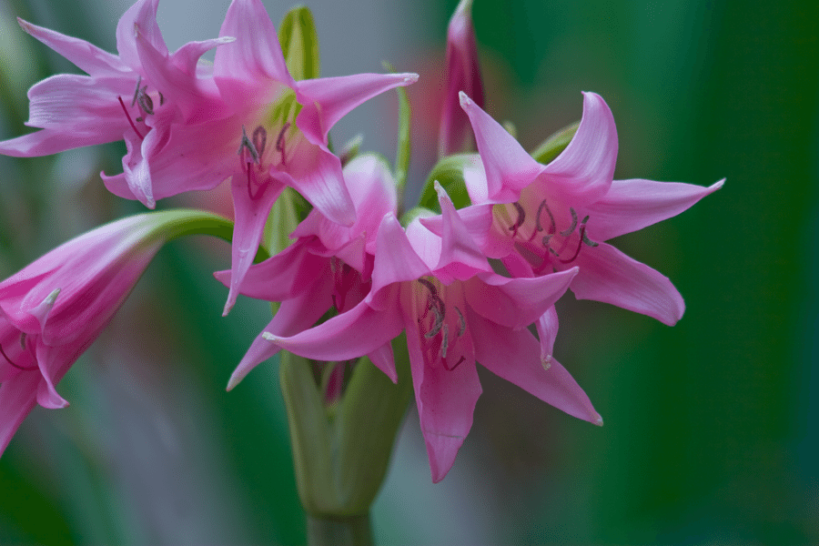pink-lily-1