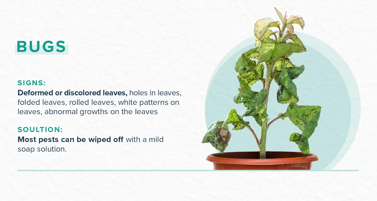How to Revive a Plant ProFlowers