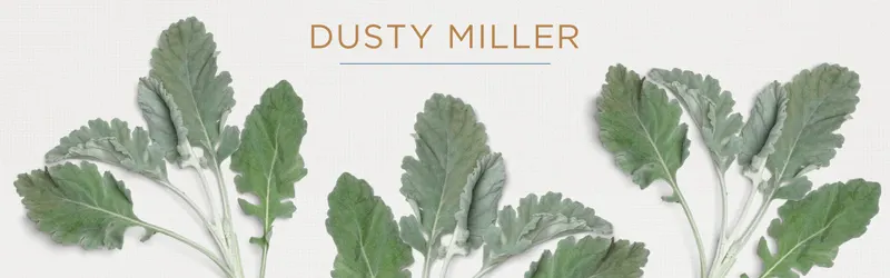 dusty-miller