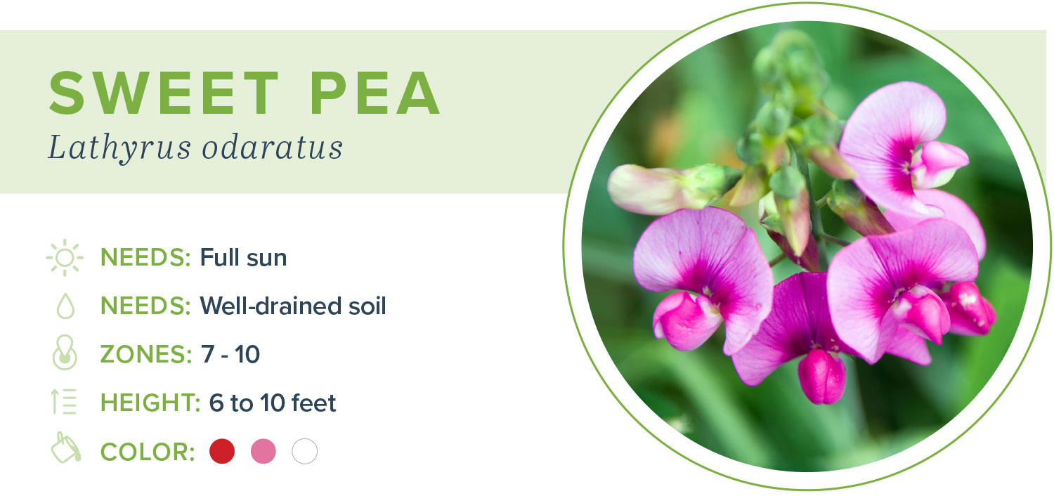 annual flowers sweet pea