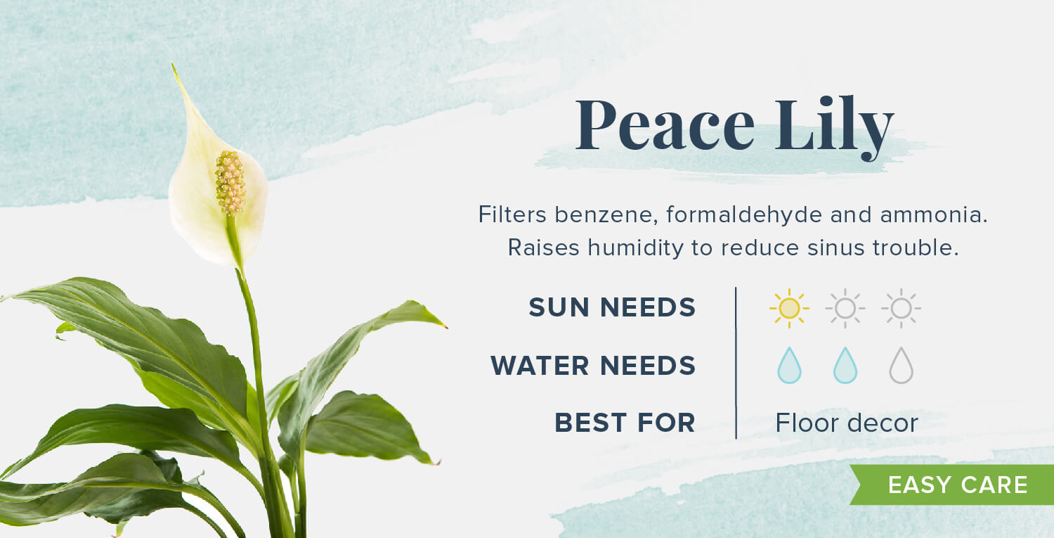 peace lily plants that help you sleep
