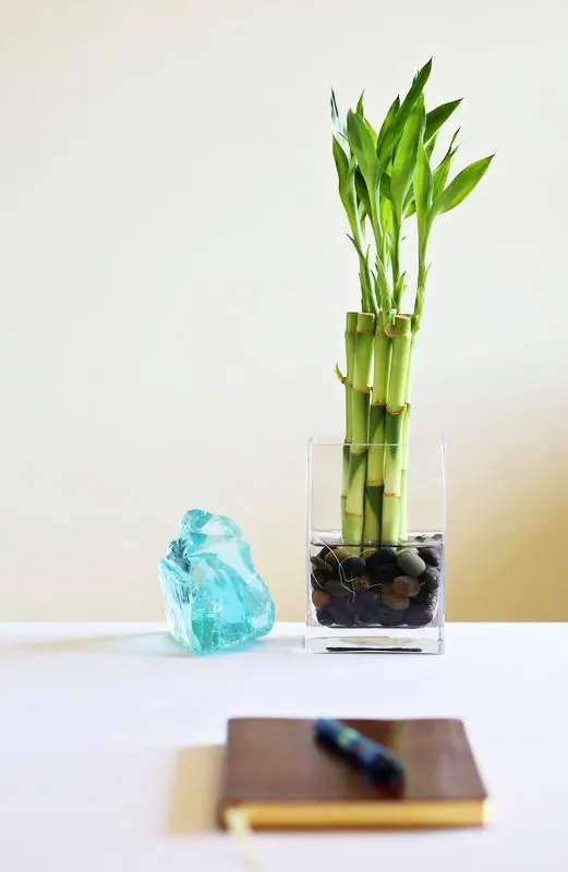 How to Care for Lucky Bamboo