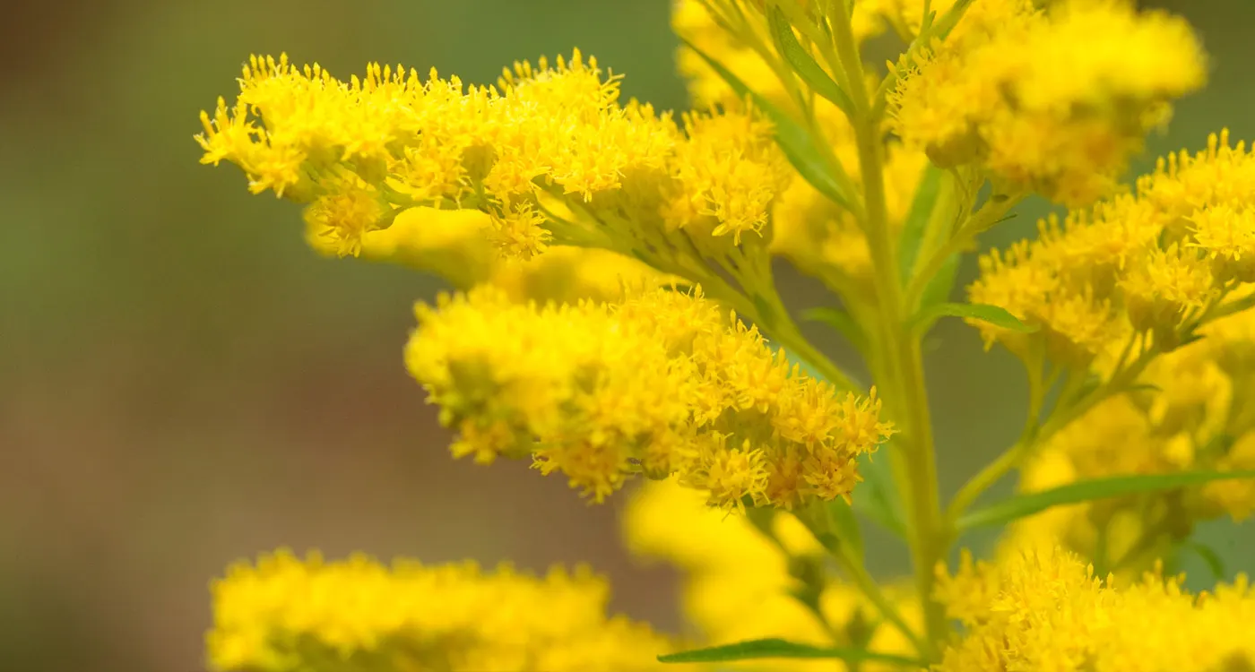 Nebraska State Flower - The Goldenrod