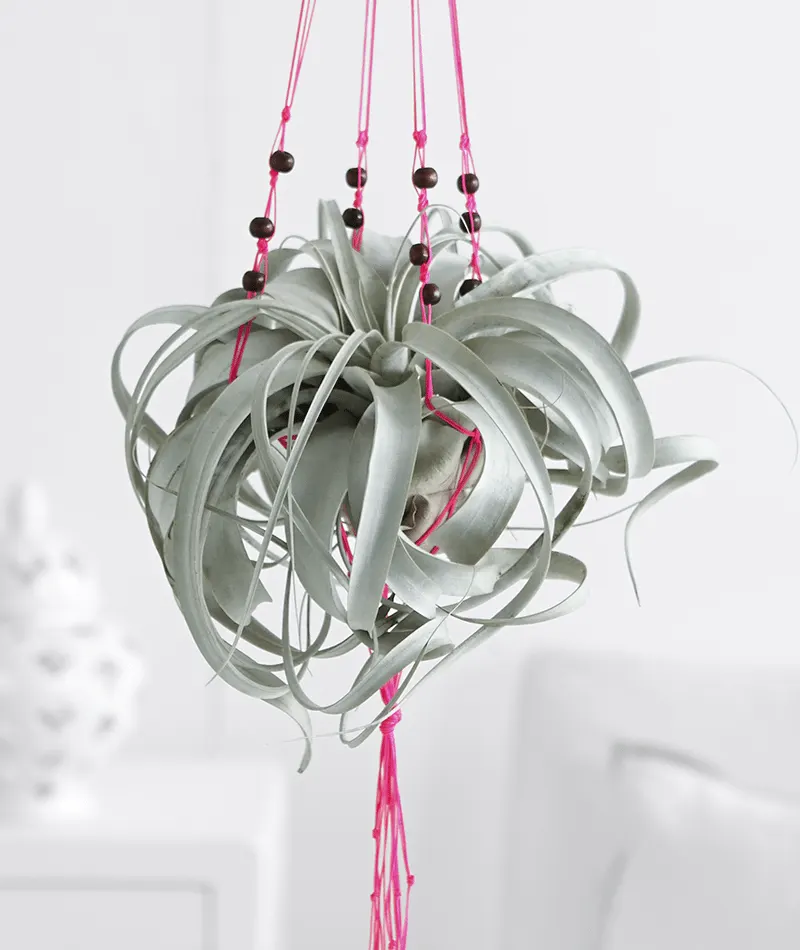7-12 No-Green-Thumb-Needed Image AirPlant