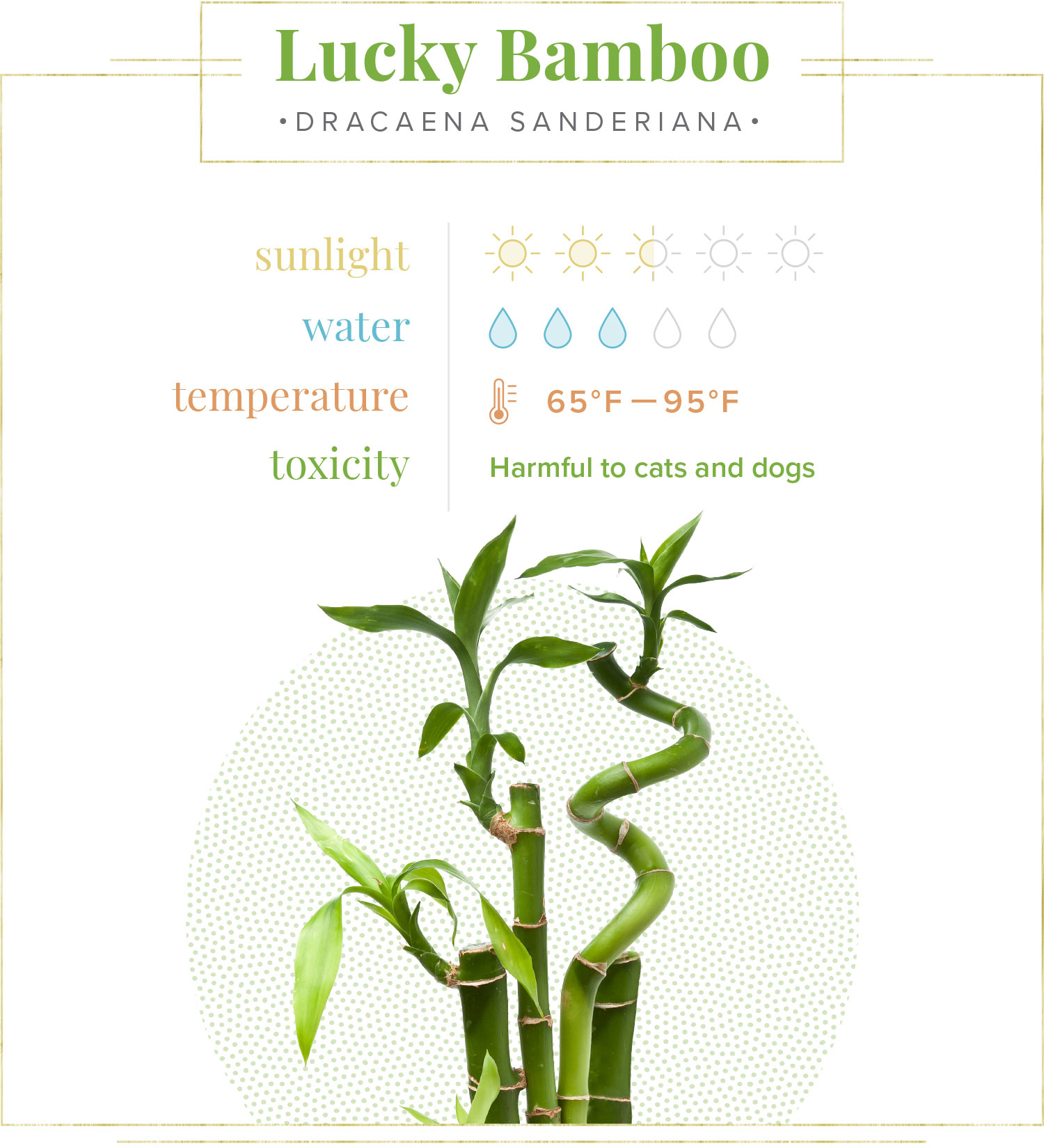 lucky bamboo (Dracaena sanderiana) - 2.5 suns out of 5. three water drops out of five, temperature 65–95 degrees farenheit. toxicity: harmful to cats and dogs