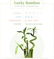 Lucky Bamboo Care Guide Growing Tips Facts ProFlowers Blog