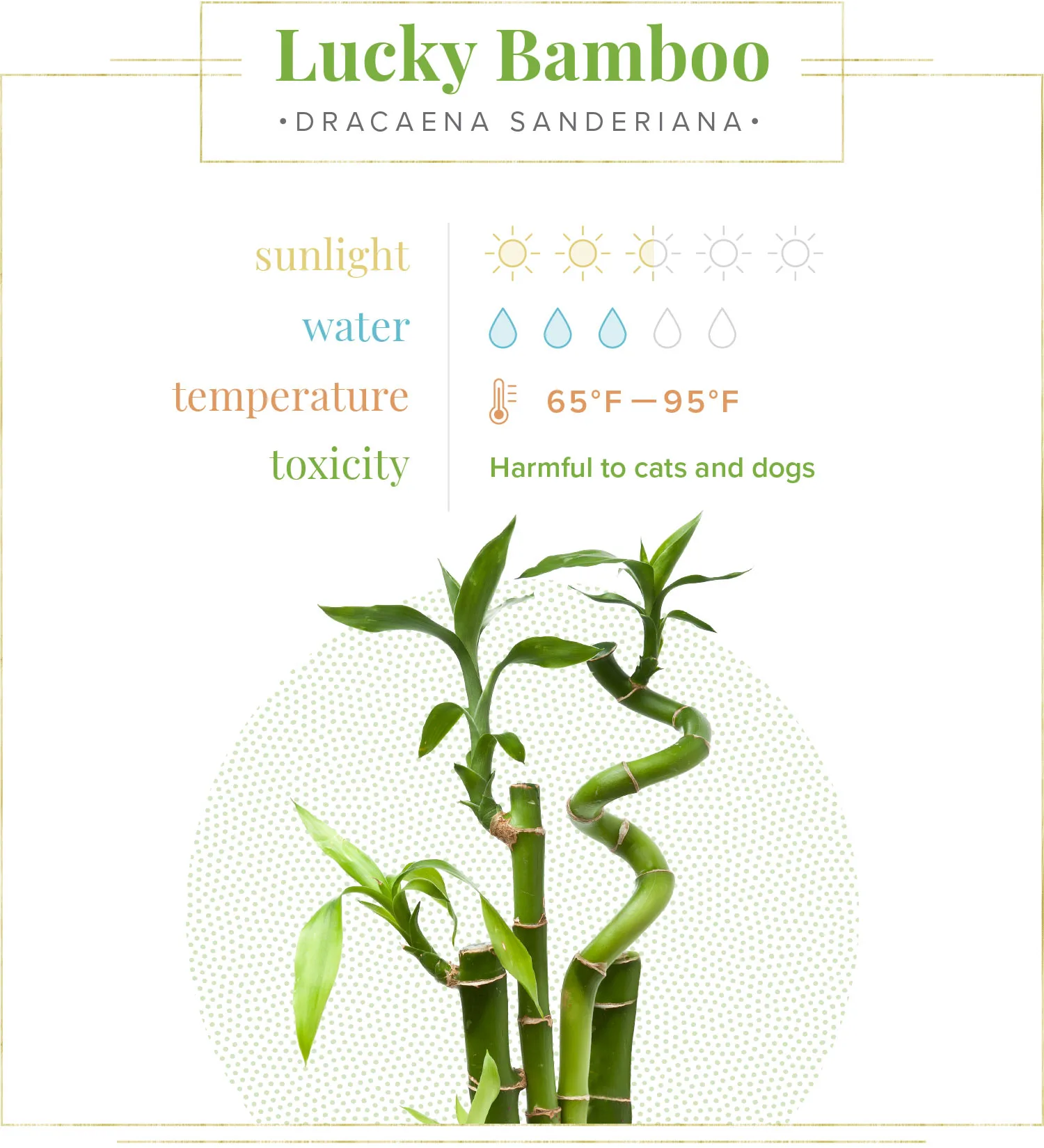 bamboo-care-guide-quick-guide