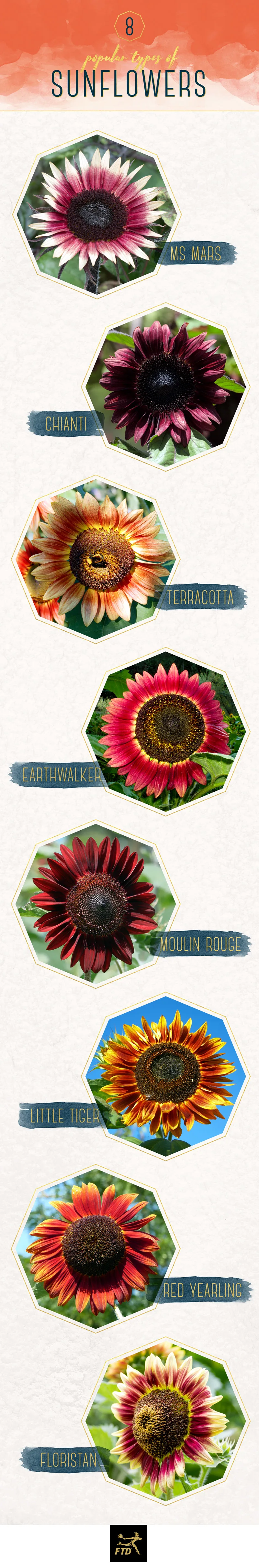 15 Most Beautiful Types of Sunflowers - FTD.com