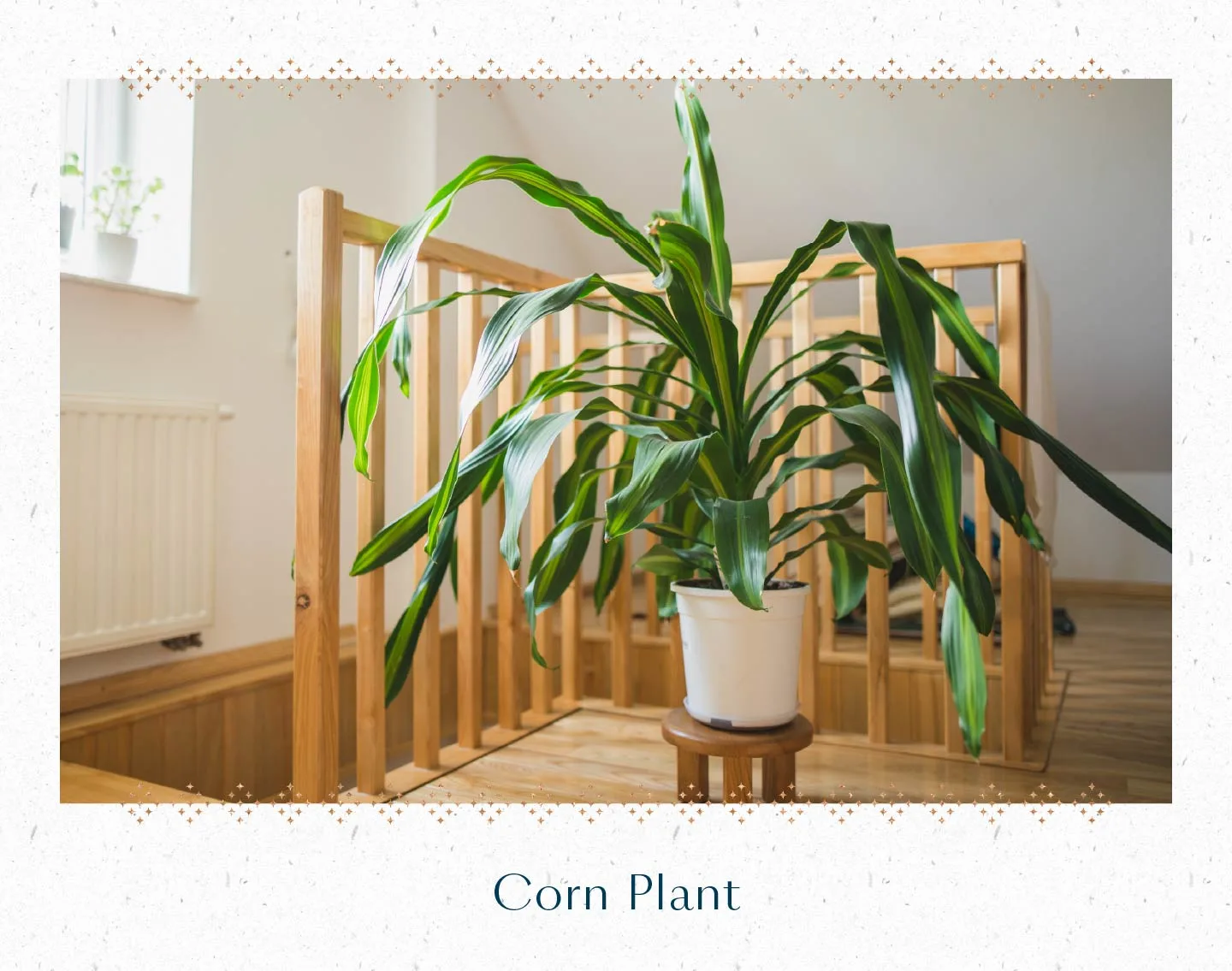 corn-plant