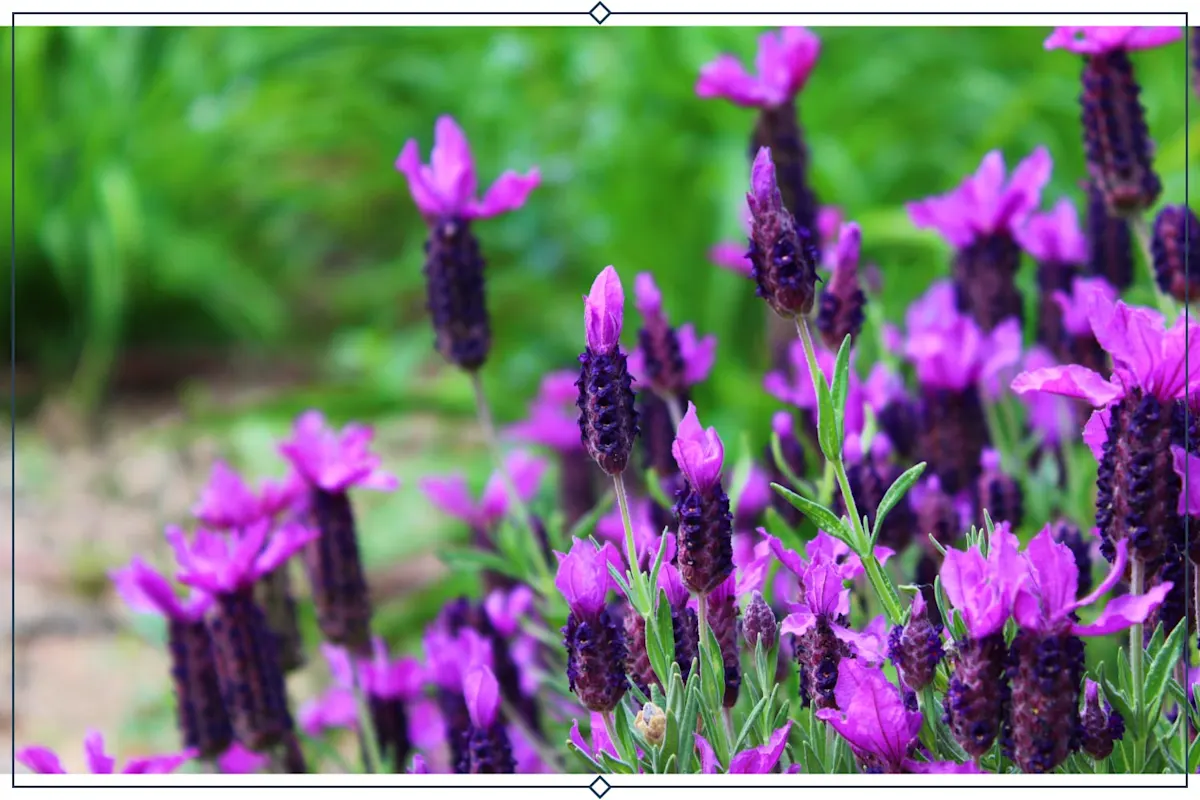 12 Types Of Lavender Growing Info Proflowers Blog 5253