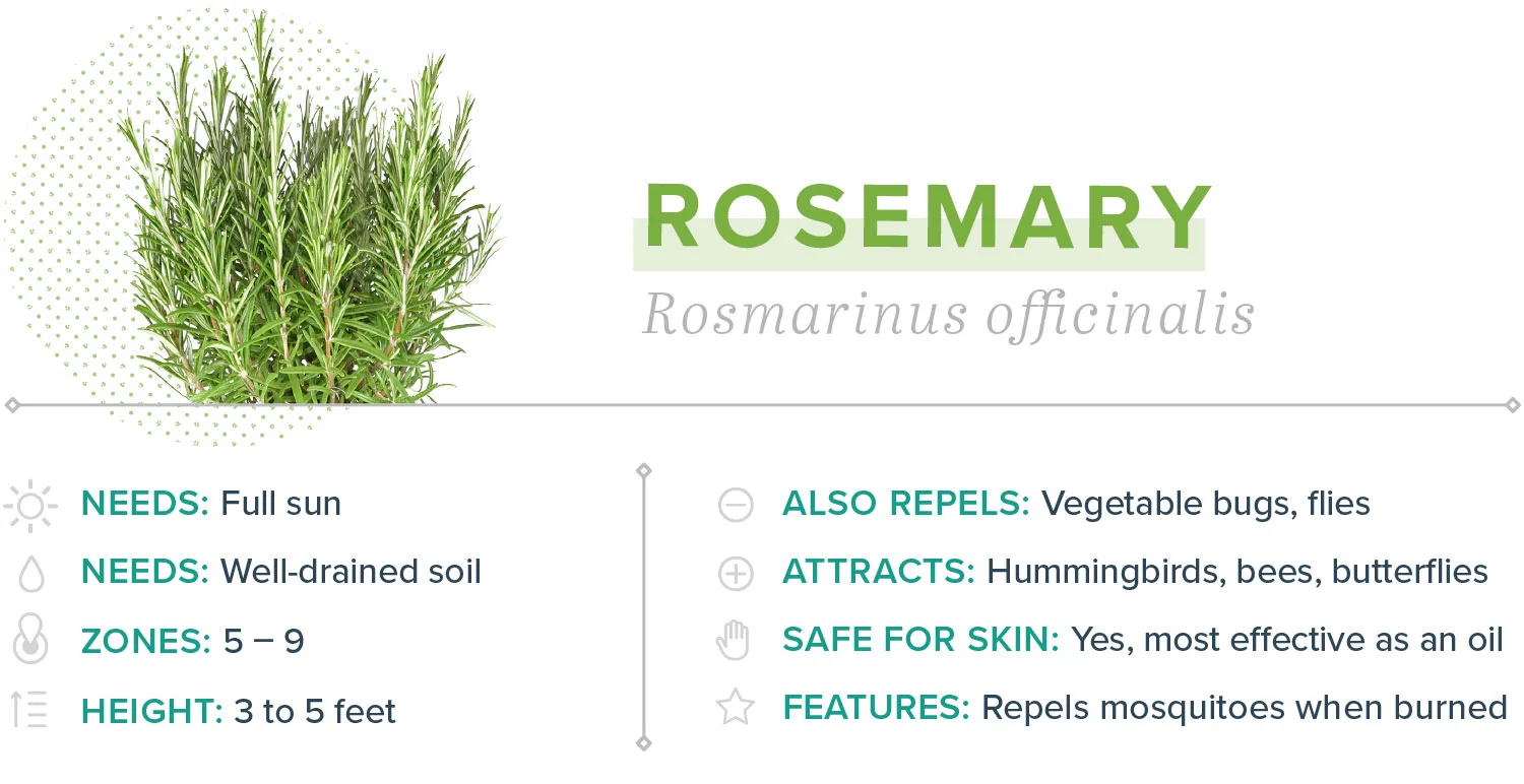 mosquito-repelling-plants-12-rosemary
