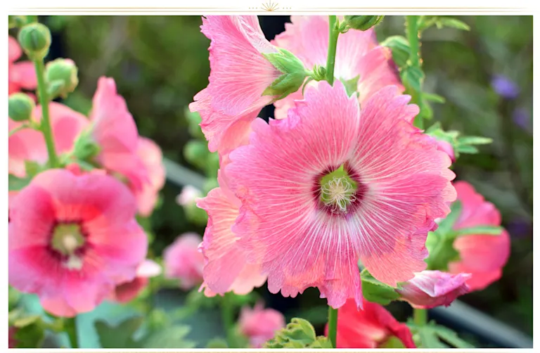 26 Types of Pink Flowers: Tips + Pictures - ProFlowers Blog