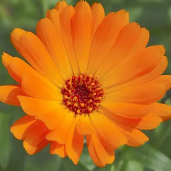 marigold-437818