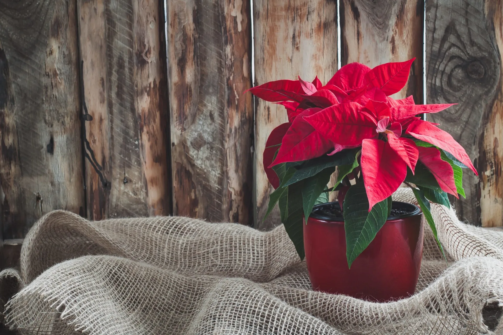 When is National Poinsettia Day?
