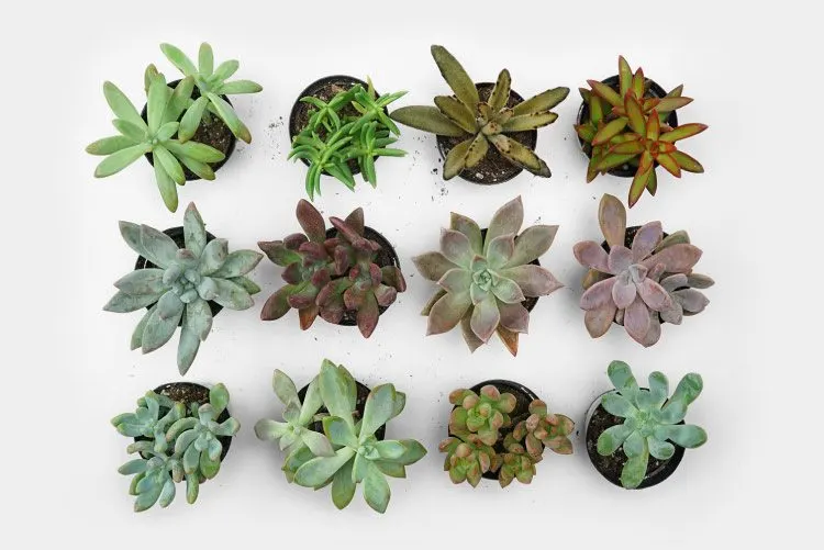 types-of-succulents