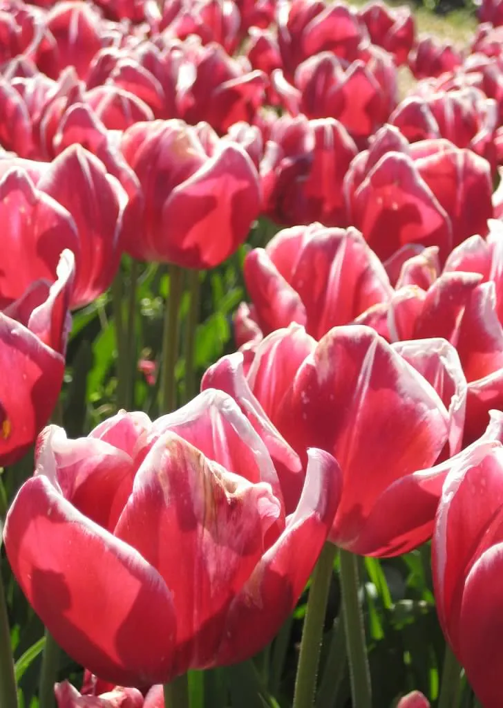 10 Tulip Tips from FTD