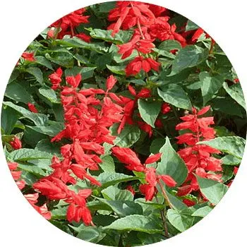 Salvia