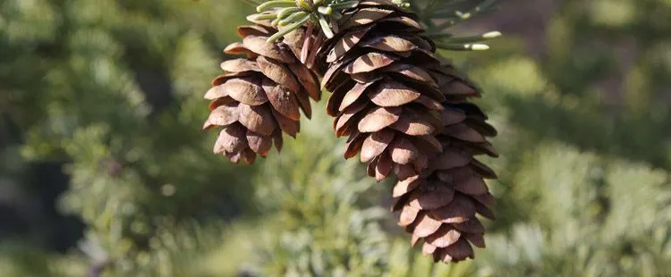 Maine State Flower – The White Pine Cone