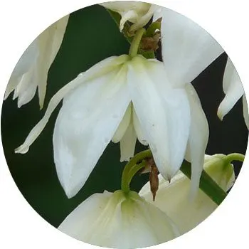 white-yucca