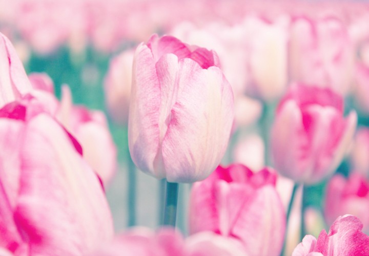 Learn All About Each Tulip Color Meaning