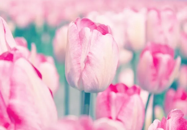 Tulips Meaning and Symbolism