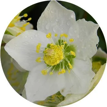 white-helleborus