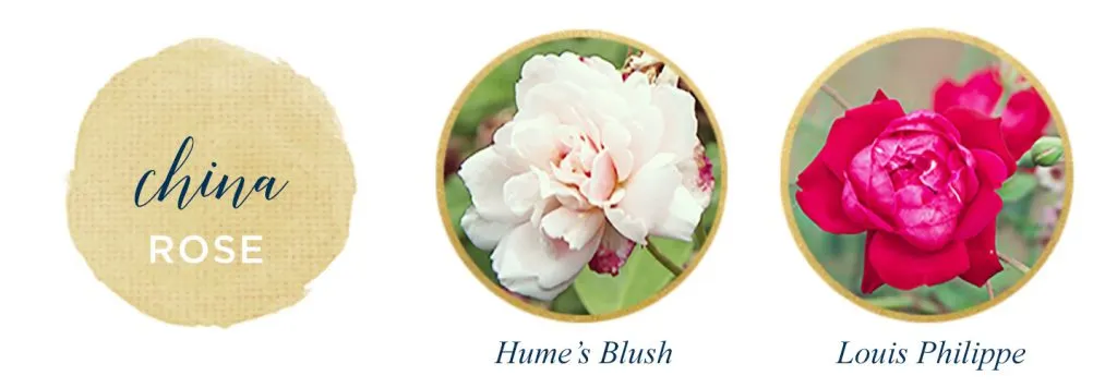 Types of Roses: A Visual Compendium