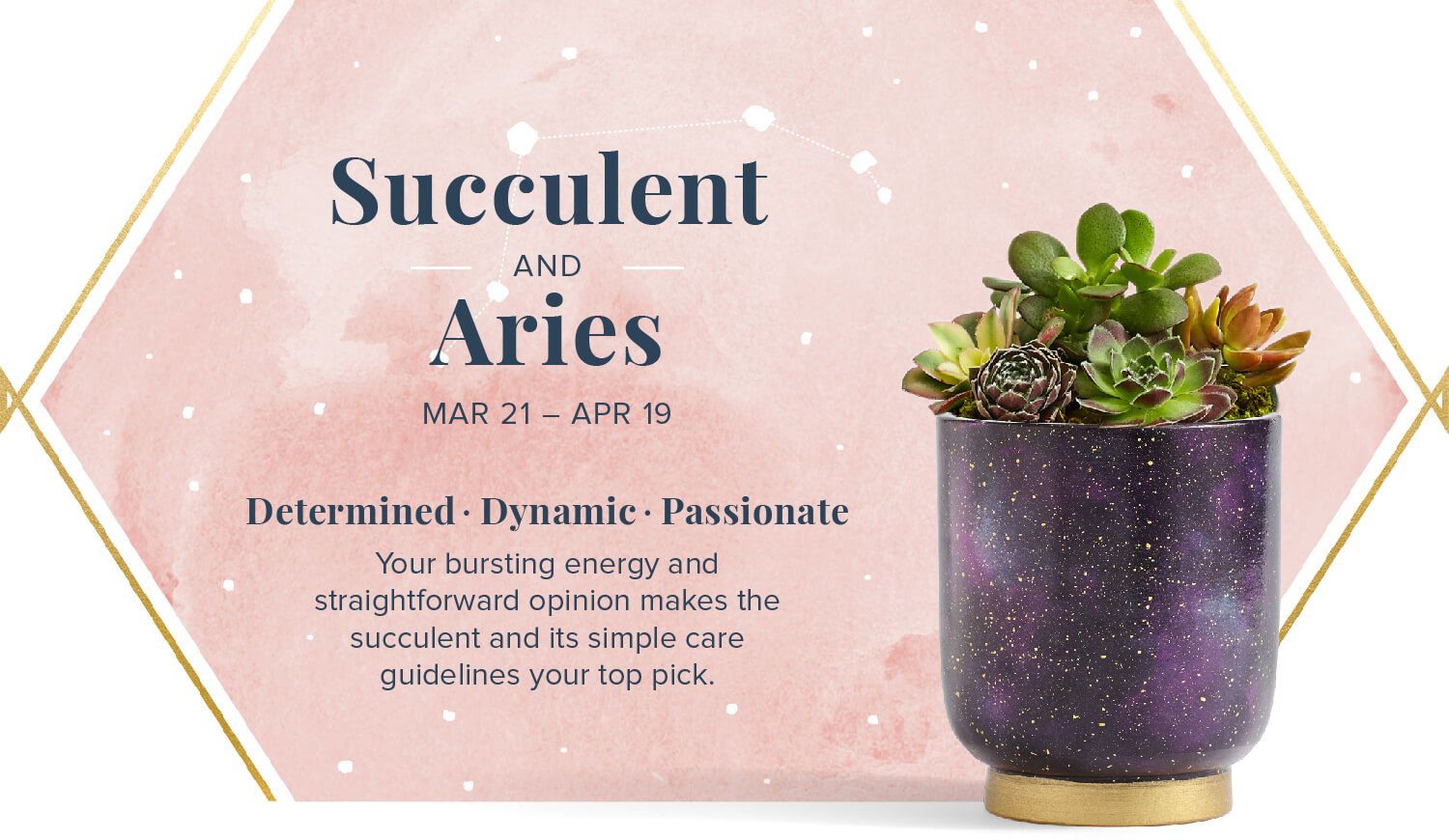 succulent and aries zodiac plant pairing