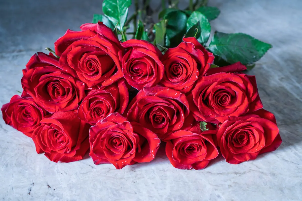 History Behind the Dozen Roses - ProFlowers Blog