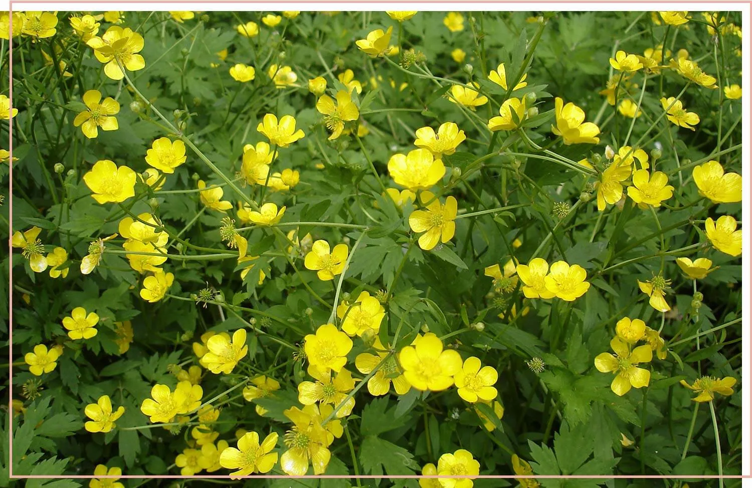 flowering-weeds-and-unexpected-beauty-9-creeping-buttercup