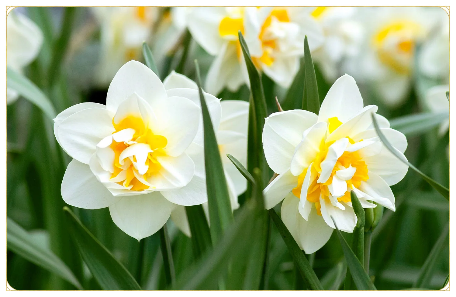 Daffodil Care Guide: How to Care for Daffodils + Growing Tips