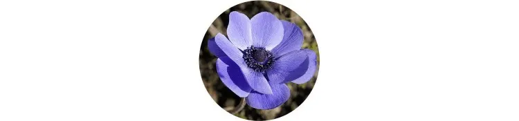 purple-anemone-nemorosa