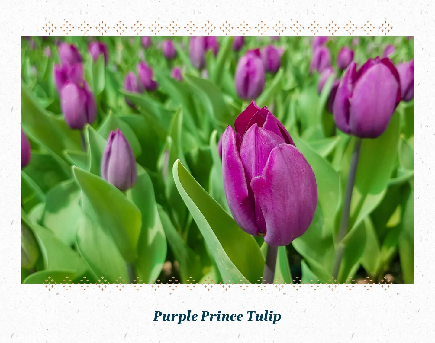 purple-prince-tulip-min