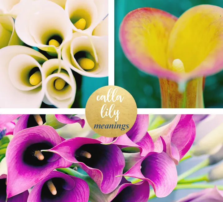 flower-meanings-calla-lily1