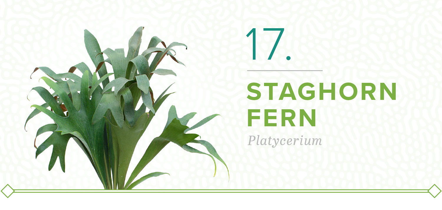 staghorn fern plants that don't need sun