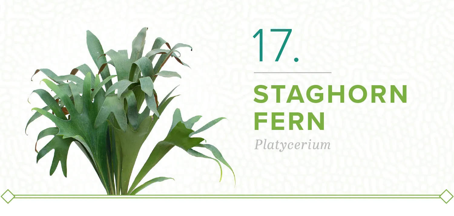 plants-that-dont-need-sun-17-staghorn-fern