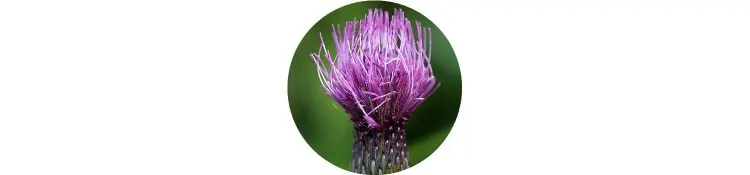 purple-cirsium-japonicum