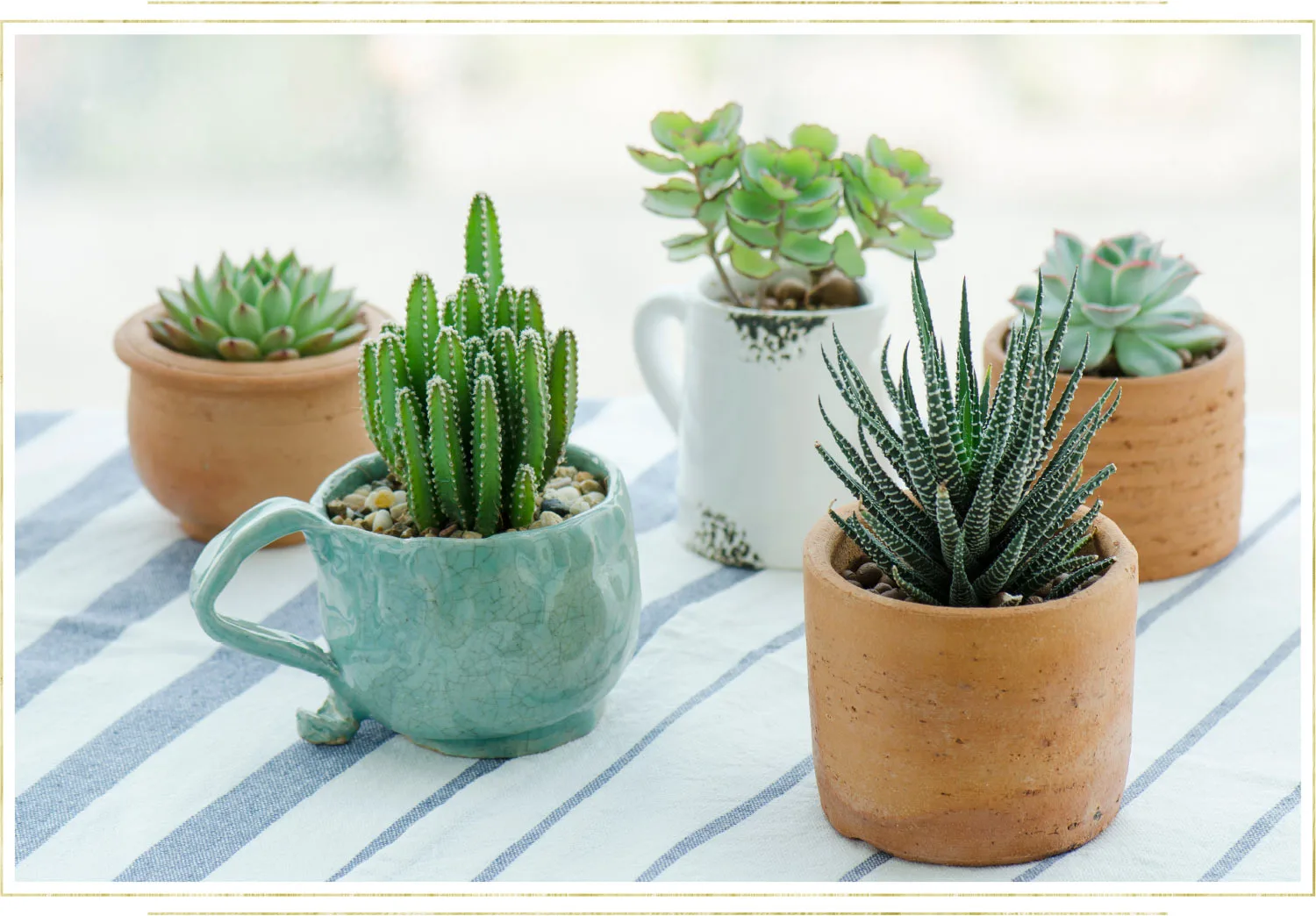 succulent-care-guide-lifestyle-1